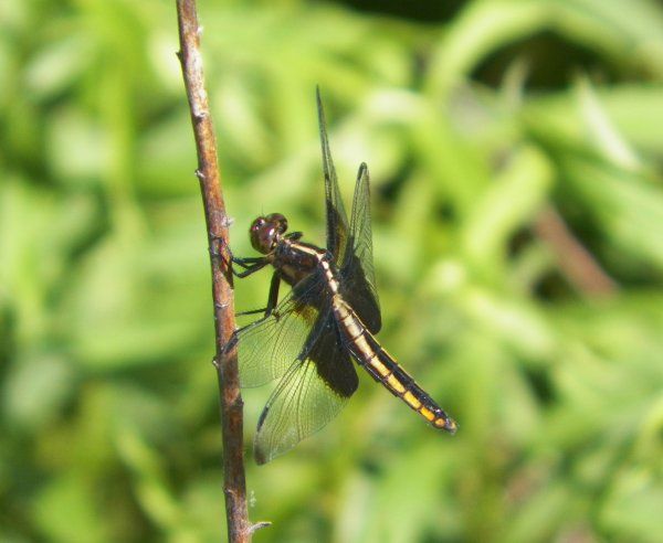  photo Libellulidae-Libellulaluctuosa-WidowSkimmerfemale2012-05-14female1-Copy_zps90d8313c.jpg