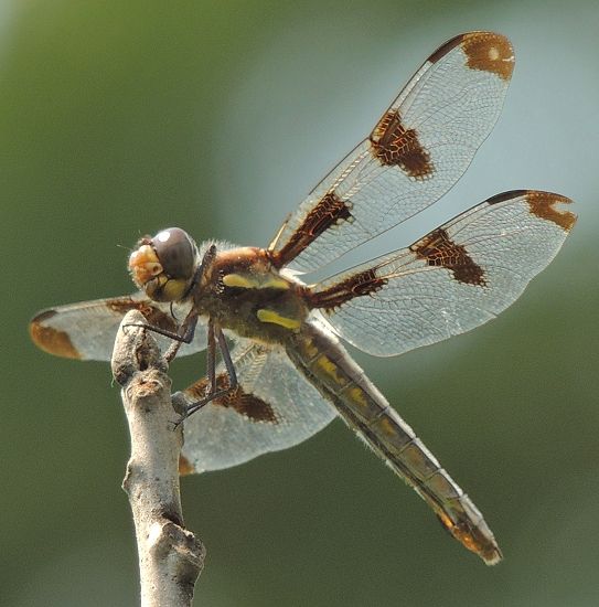  photo Libellulidae-Libellulapulchella-Twelve-spottedSkimmer-Female-2013-08-202_zps1fd5bb7a.jpg