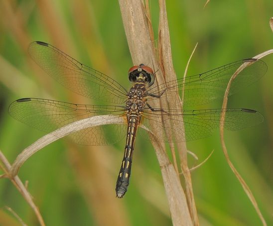  photo Libellulidae-Pachydiplaxlongipennis-BlueDasher-Female-2013-08-08_zps03848f1f.jpg