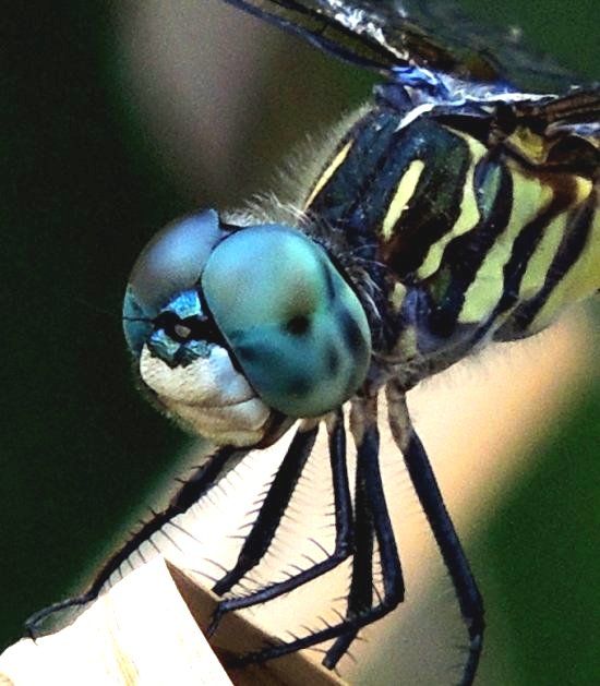  photo Libellulidae-Pachydiplaxlonipennis-Bluedasher-face_zps0e9eac04.jpg