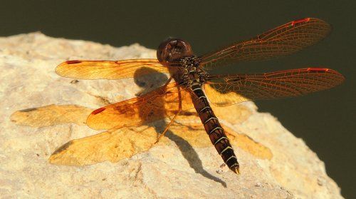  photo Libellulidae-Perithemistenera-EasternAmberwing-2012-08-275_zpsfeeae3b9.jpg