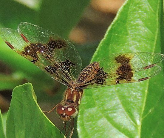  photo Libellulidae-Perithemistenera-EasternAmberwingfemale2013-07-13_zps40cca637.jpg