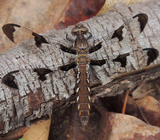  photo Libellulidae-PlathemislydiaCommonwhitetailfemale-2013-05-20_zps958259ab.jpg