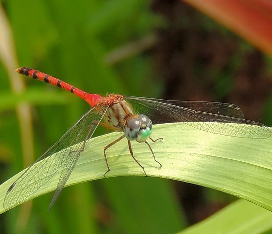  photo Libellulidae-Sympetrumambiguum-Blue-facedMeadowhawk-Male-2013-08-16_zps828afa72.jpg