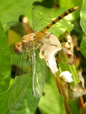  photo Libellulidae-Sympetrumambiguum-Blue-facedMeadowhawk2012-_zpsedf4a656.jpg