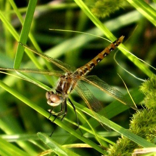  photo Libellulidae-Sympetrumcorruptum-VariegatedMeadowhawk2013-06-30_zps63cca991.jpg