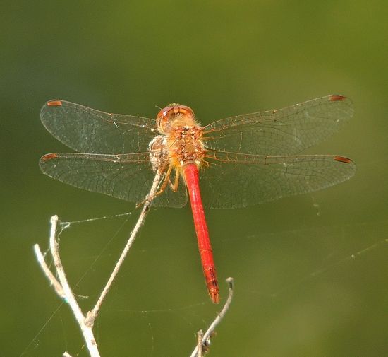  photo Libellulidae-Sympetrumvicinum-AutumnMeadowhawk-Male-2013-09-02_zps3687e10d.jpg