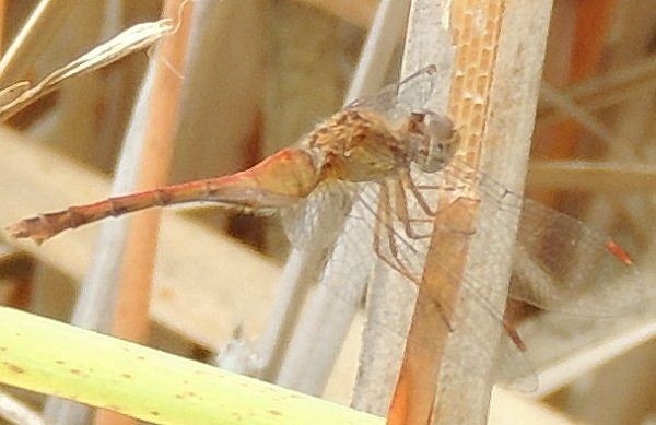  photo Libellulidae-Sympetrumvicinum-AutumnMeadowhawk2012-09-262_zps549c4892.jpg