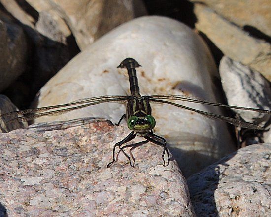  photo Gomphidae-Gomphusvastus-CobraClubtail-2013-07-13_zps08b5b50e.jpg