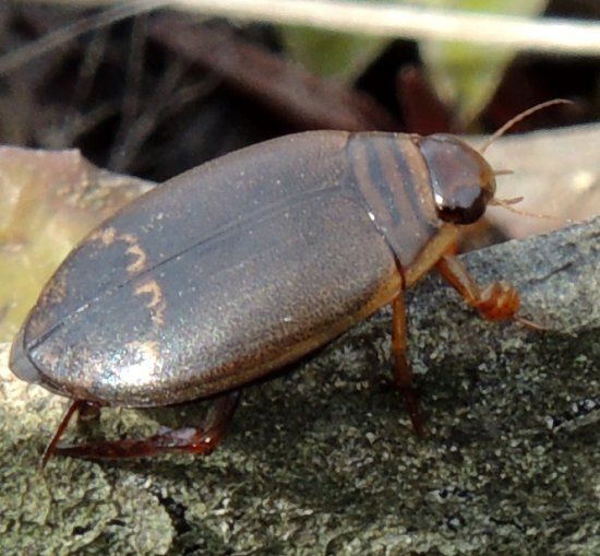  photo waterbeetle2March15thsideview_zps81774a84.jpg
