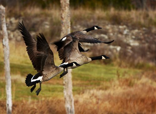  photo CANG-Canada geese-500_zpsrrggzzbn.jpg