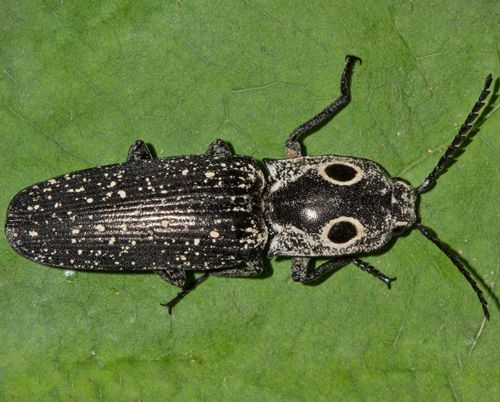  photo Elateridae-Alaus oculatus-Eyed Click Beetle-2015-05-10 Franklin Co.Mo-500._zps5klilntx.jpg