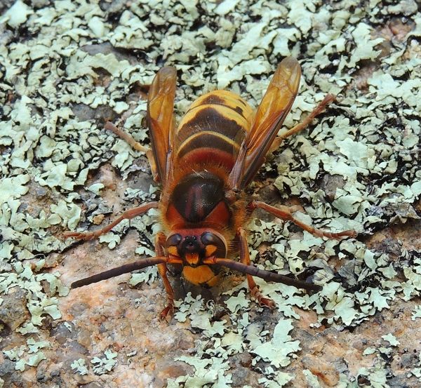  photo Vespidae-Vespacrabro-EuropeanHornet-2013-10-2418_zpsf6b3f272.jpg