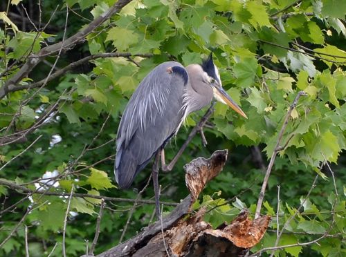  photo Great Blue heron 6-500_zpsk3kydv7k.jpg