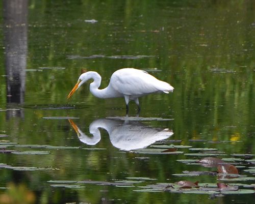  photo Great egret-500_zpsijeotp9v.jpg