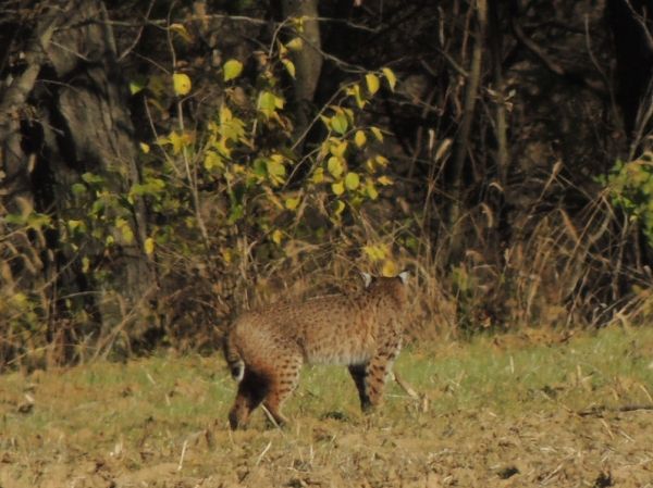  photo Bobcat102013-11-09_zpsaeb6c371.jpg