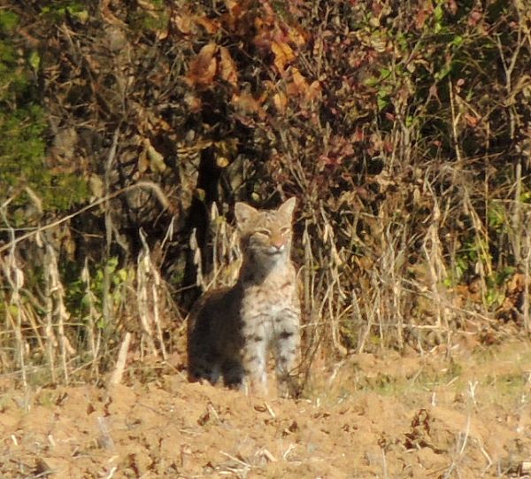  photo Bobcat112013-11-09_zpsb5139abf.jpg