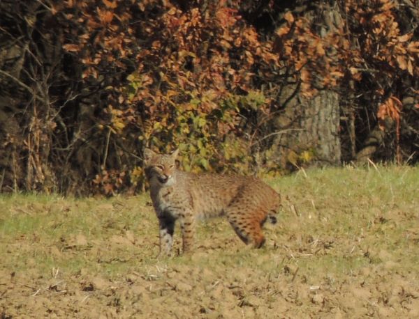  photo Bobcat122013-11-09_zps1a79dd7d.jpg