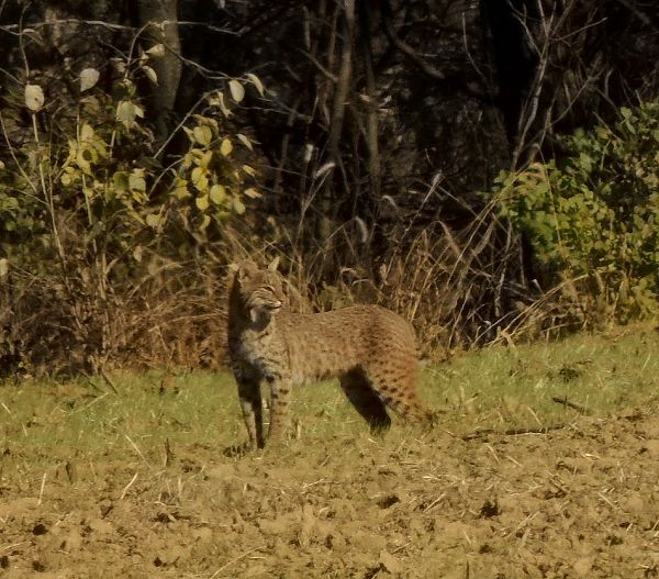  photo Bobcat2-2013-11-09-600_zps75ea4239.jpg