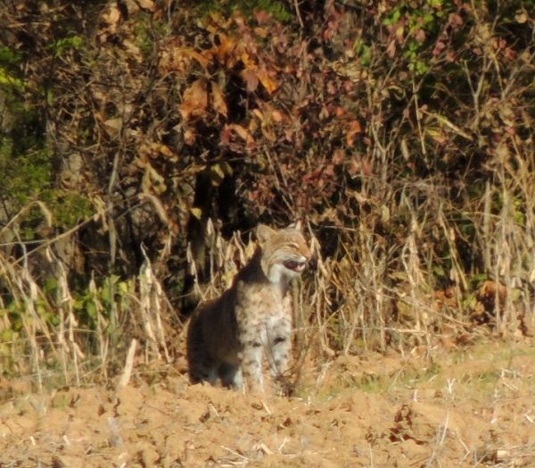  photo Bobcat42013-11-09_zps7c2baa9d.jpg