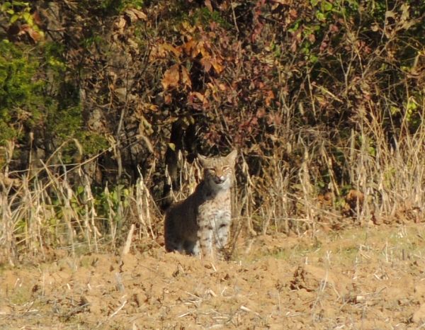  photo Bobcat62013-11-09_zps6b130b5d.jpg