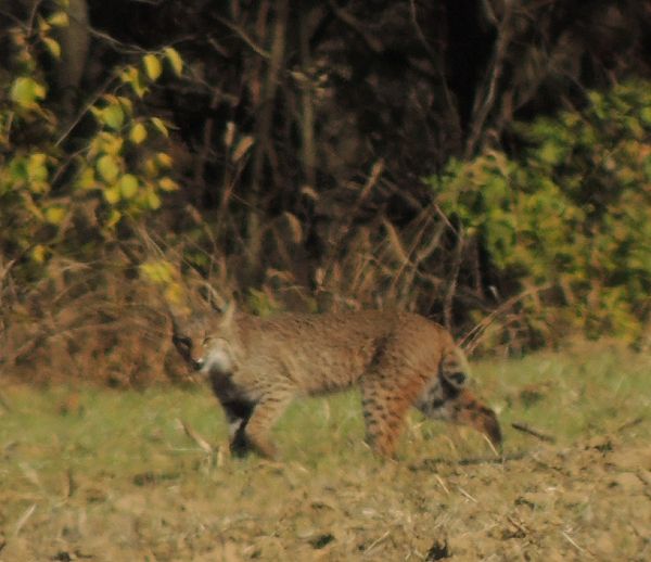  photo Bobcat92013-11-09_zpsa3469154.jpg