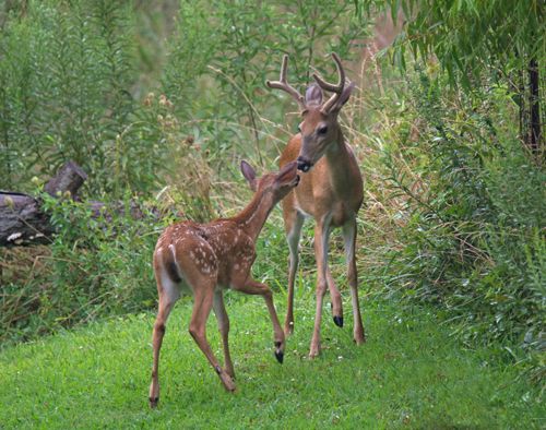  photo Fawn and buck 2015-08-06-500_zpsgokxurgp.jpg