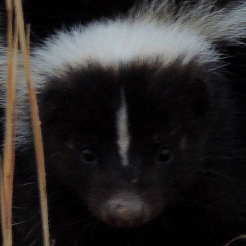  photo SkunkcloseupFeb28th_zpsd75e8b63.jpg