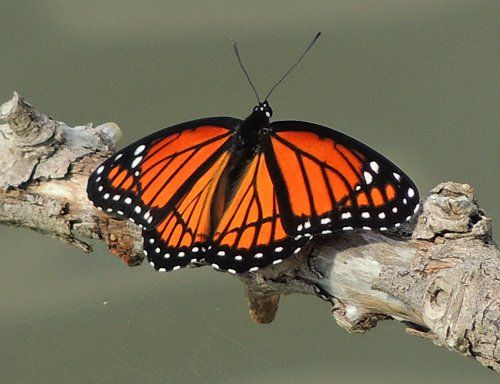 Nymphalidae-Limenitis archippus photo Nymphalidae-Limenitisarchippus-Viceroy4_zpse6dd612f.jpg