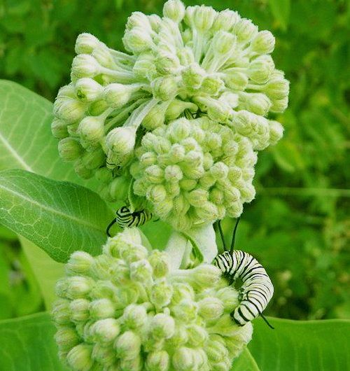  photo Nymphalidae-Danaus plexippus - Monarch-2012-05-27 2_zpsbvuyn0hz.jpg