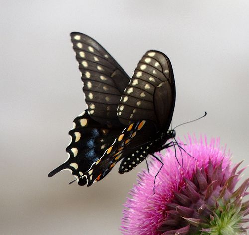  photo Papilionidae-Papilio polyxenes - Black Swallowtail-2013-06-11500_zpsiac7ra2g.jpg