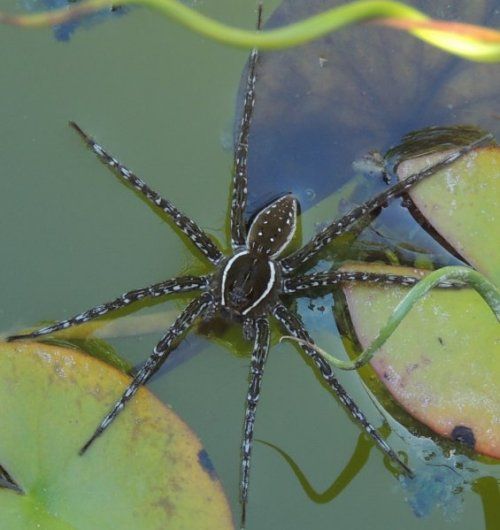  photo Pisauridae-Dolomedes triton Six-spotted Fishing Spider 2012-07-14_zpswgjyzu2k.jpg