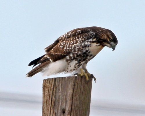  photo Red-tailed hawk-juvenile-500_zpsreiqymwk.jpg