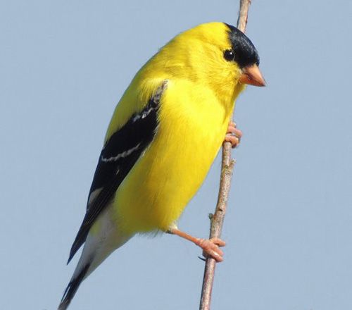 photo AMGO c99_zpsgmloxh0x.jpg