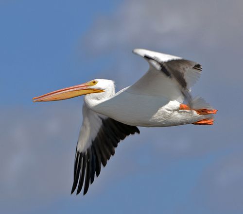 photo AWPE-2014-11-19-c99_zpsspbv7dny.jpg