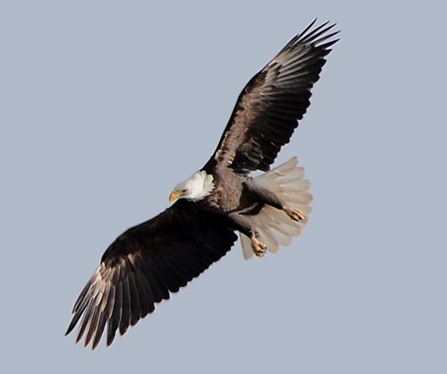 photo BAEA 12014-01-15-c99_zpsrvgo7uei.jpg