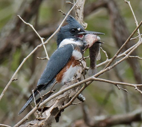 photo BEKI with trout-2015-11-25-c99_zpszkbjfr9m.jpg