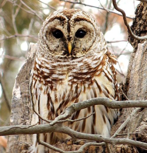 photo Barred owl Jan 28th 100c99_zpsqqmggg3n.jpg