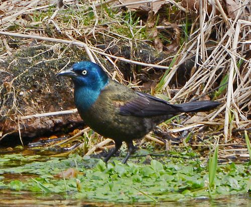 photo COGR-2014-02-25-61-c99b_zpsb1aw7lix.jpg