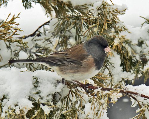 photo DEJU-cistamontanus-2016-01-09 c99_zpsq8wmlav1.jpg