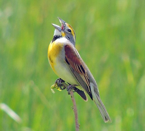 photo DICK-Dickcissel-2013-05-16-c99_zps1bv3eypv.jpg