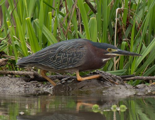 photo Green Heron-stalking prey-2015-04-14c99_zpsglwxl4vl.jpg