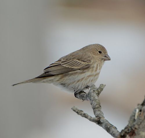 photo HOFI-F--2014_02_07-c99_zpsqeuk3dif.jpg