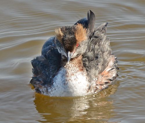 photo HOGR-2014-03-26-c99_zpss0oesxep.jpg