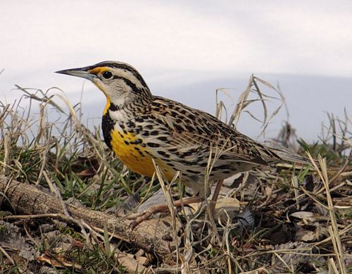 photo Meadowlark c99_zpsps5frnku.jpg