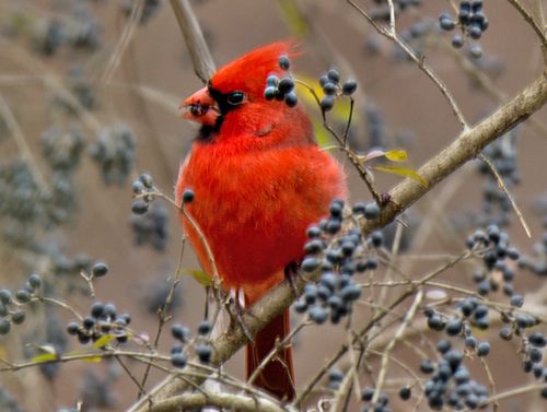 photo NOCA-2015-11-25-c99_zps9kbenxiu.jpg