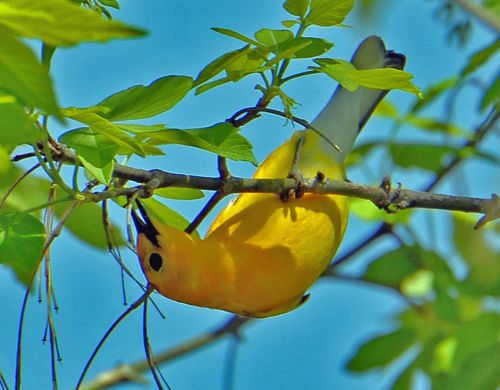 photo Prothonatory warbler-c99_zpsuo3fgxr3.jpg