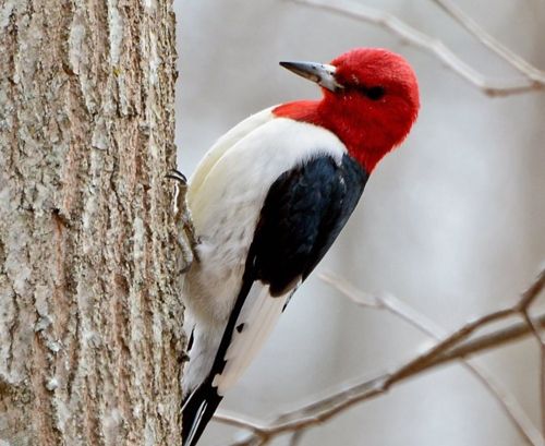 photo RHWO-2014-02-25-c99_zpsbxbc2r9d.jpg