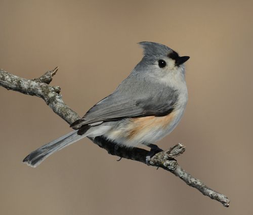 photo TUTI-2014-03-03-c99_zpsopd4mfry.jpg