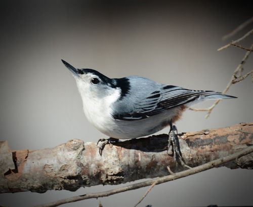 photo WBNH-2014-03-03-c99_zpsojfyhmoj.jpg